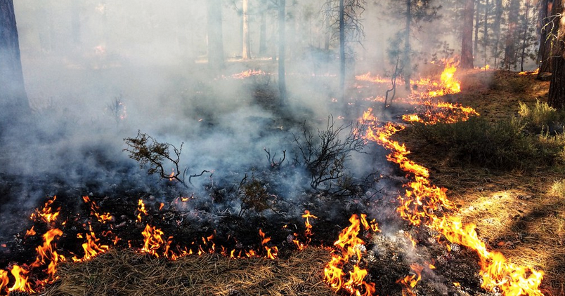 Fire management key to reducing wildfire risk, restoring ecosystems ...