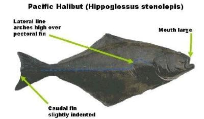 Fishing for Halibut with Rob | Lifestyles | theworldlink.com
