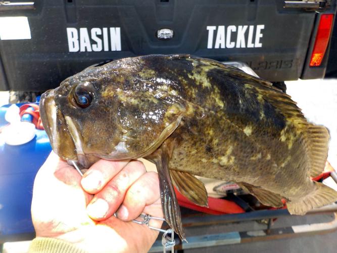 Research trip produces grass rockfish Lifestyles