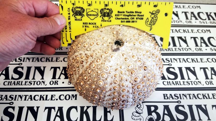 Sea urchins are classified as shellfish Lifestyles