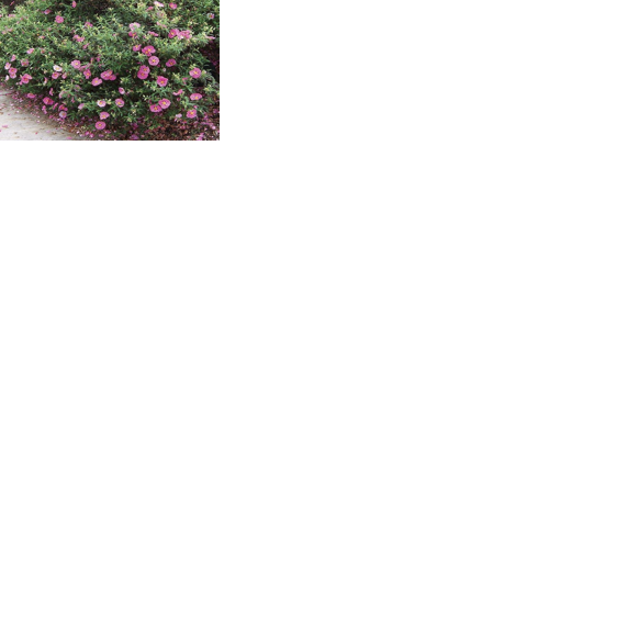In the Garden: Prepare your garden now for summer heat and drought Kym Pokorny Lincoln County leader Guest Column Jun 5, 2026 2 mins ago