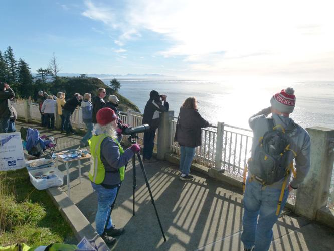 Whale Watch Week begins despite blustery weather Local News