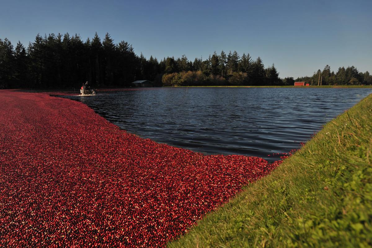 Cranberry harvest complete for most growers by Thanksgiving Bandon