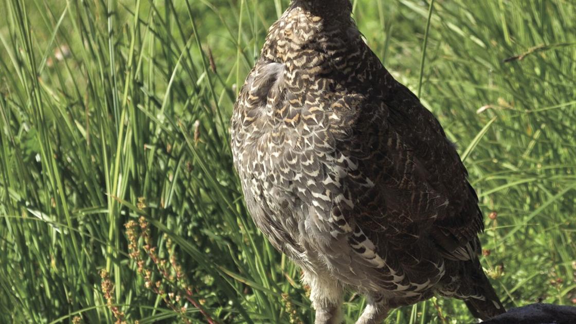 Threatened by Climate Change, Mt. Rainier Ptarmigan Proposed for Endangered Species Act Protections - Coos Bay World