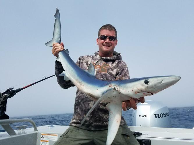 Pacific blue shark makes great jerky, Lifestyles