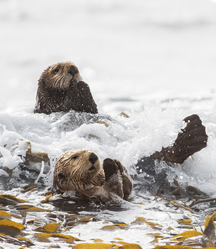 Photos New Partnership To Reintroduce Sea Otters To Oregon Local photos-new-partnership-to-reintroduce-sea-otters-to-oregon-local