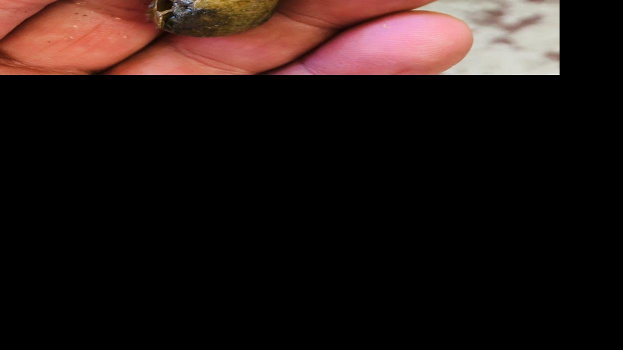 Blue mud shrimp can be found in mud flats Recreation