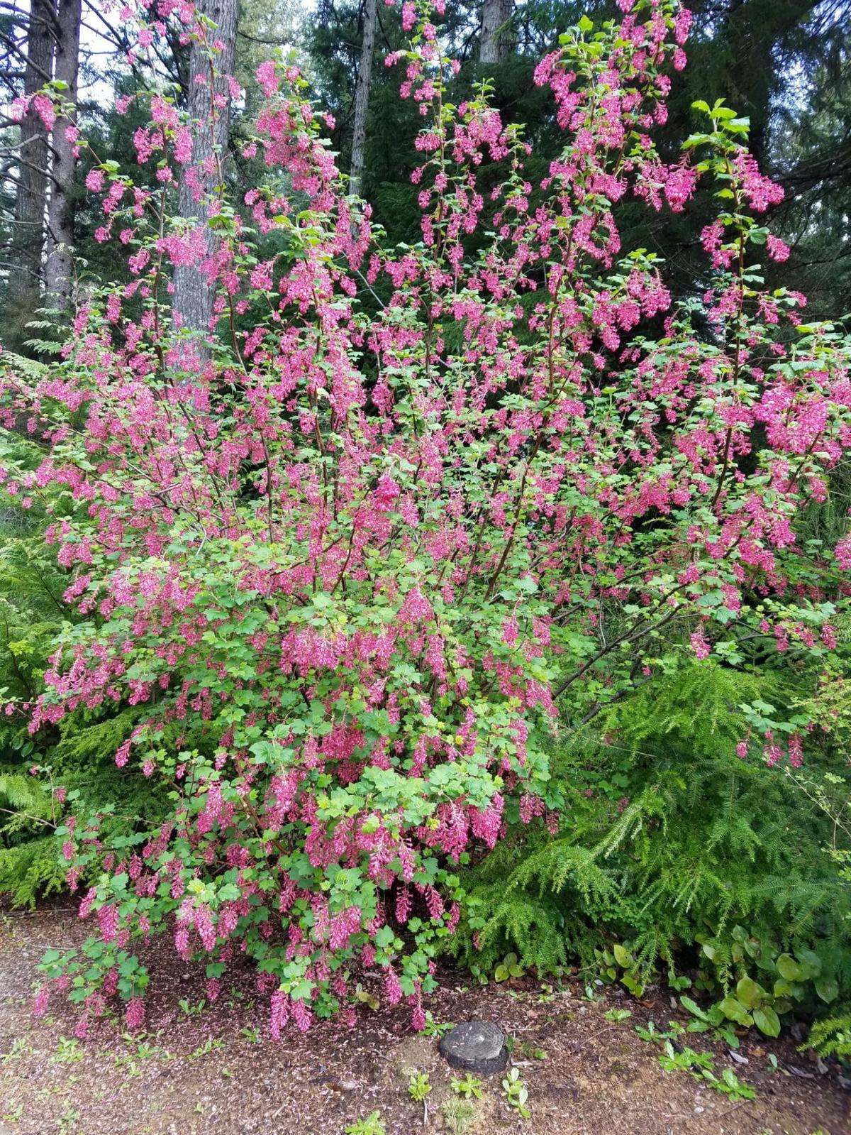 Redflowering Currant Abloom Outdoors