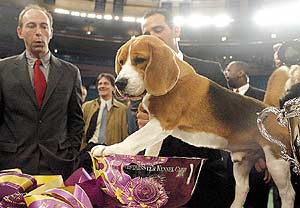 Uno lives up to his name, beagle becomes first of his breed to win