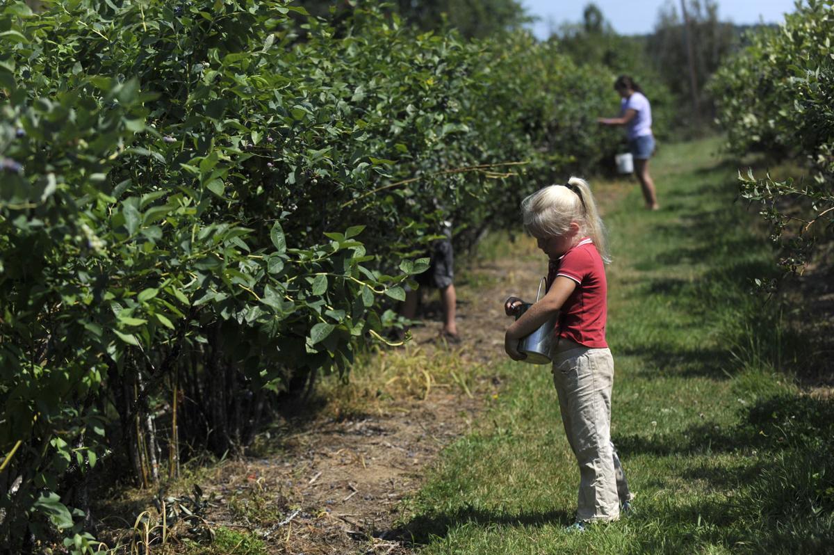 Hazen's Riverside Blueberry Farm Galleries