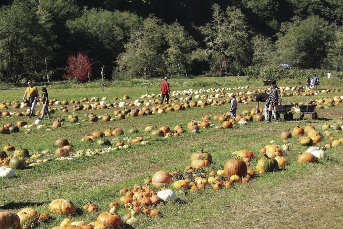Mahaffy Ranch offers family fun Local News