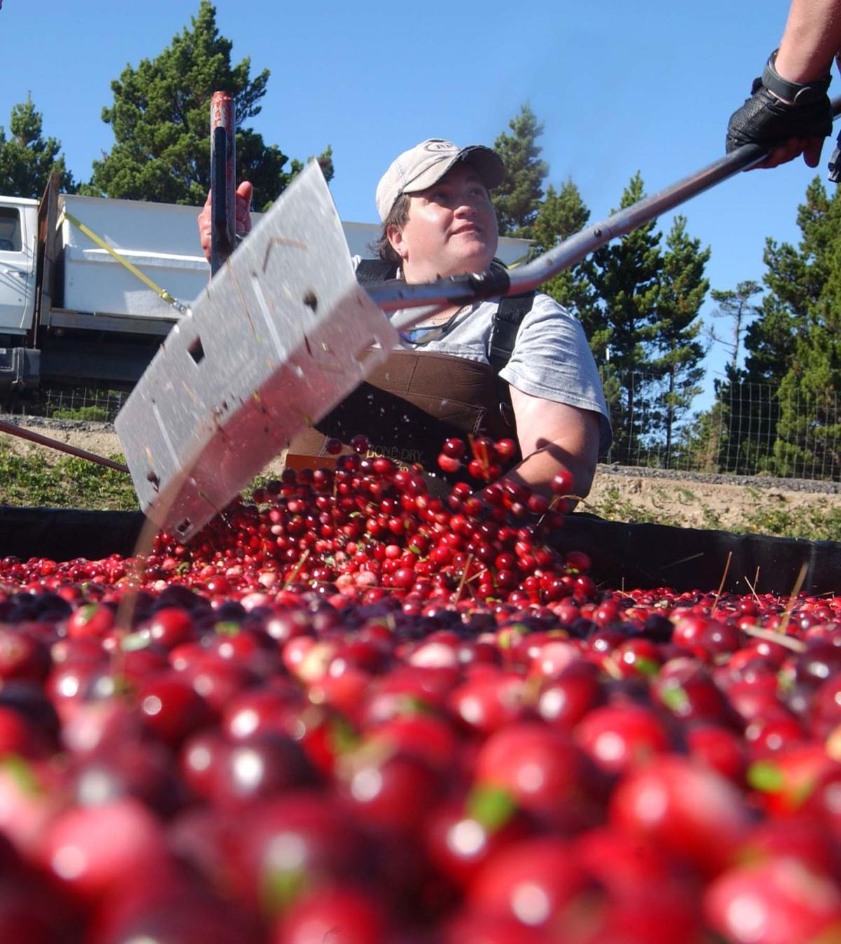 Cranberry production on Oregon's South Coast South Coast