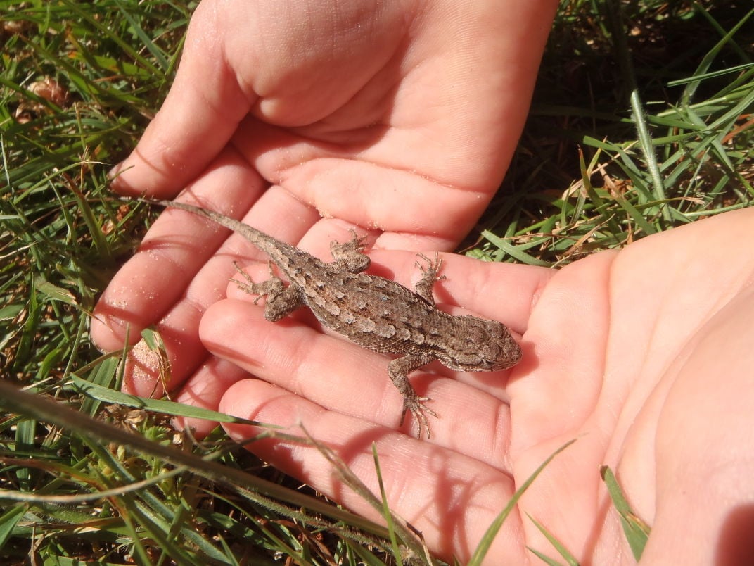 Bold And Quick Fence Lizards Attract Attention Recreation Theworldlink Com