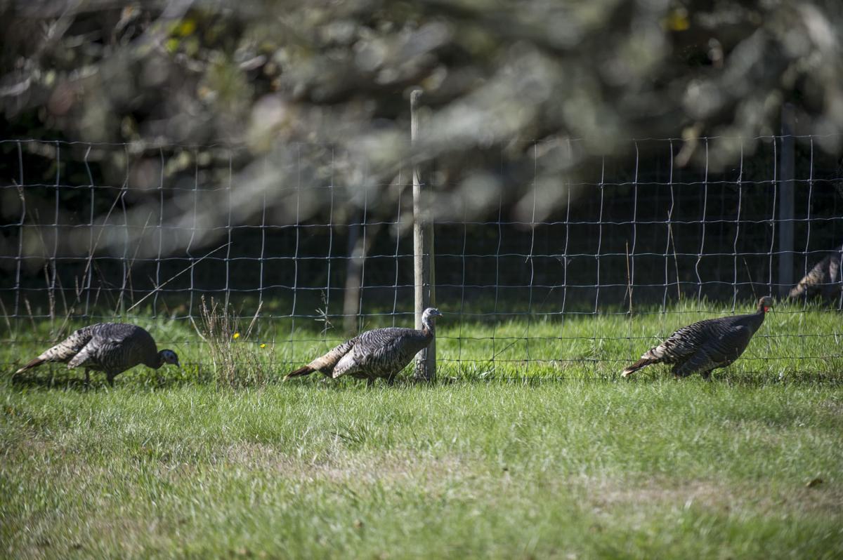 Wild Turkeys Cause Ire In Bandon Neighborhood Bandon News Theworldlink Com