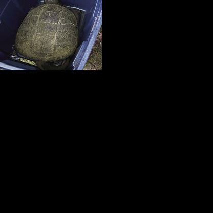 Invasive snapping turtles pose threat to native fish, other animals in ...