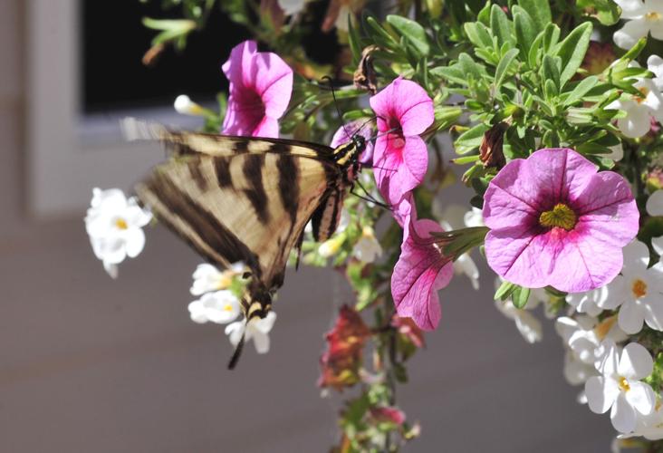 Photos of the Week—July 1823, 2015 Photo Collections