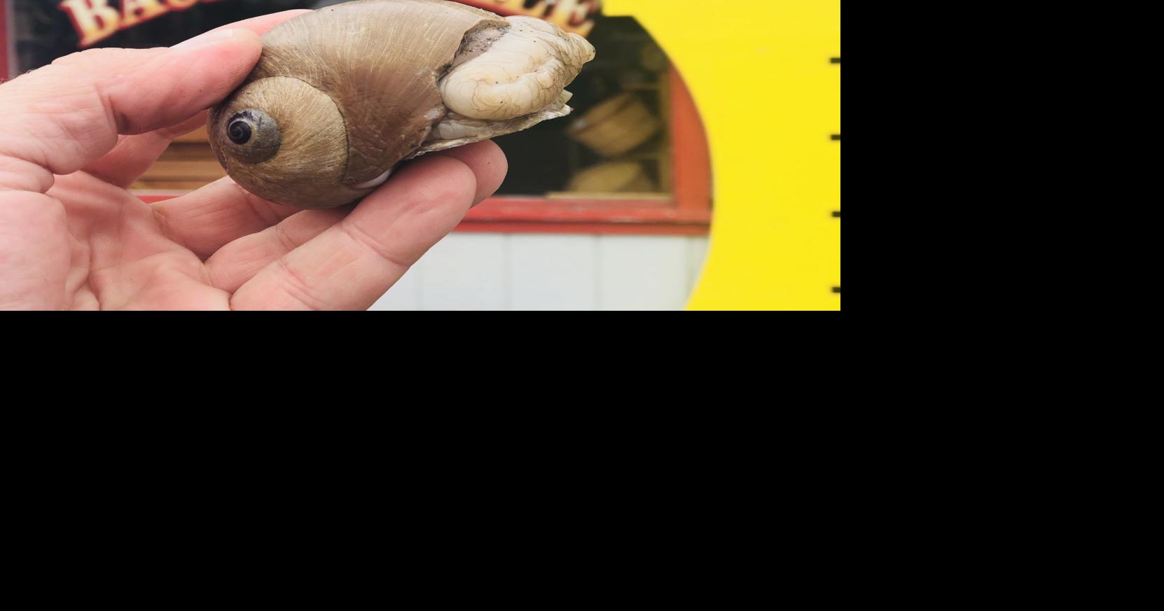 Moon snail has rasp-like teeth | Lifestyles | theworldlink.com