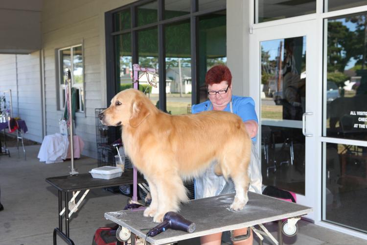 Waggoner Golden Retrievers