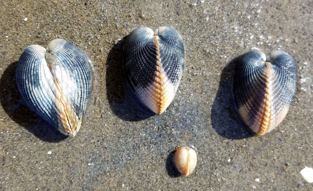 Clarity on clam reproduction still murky Recreation