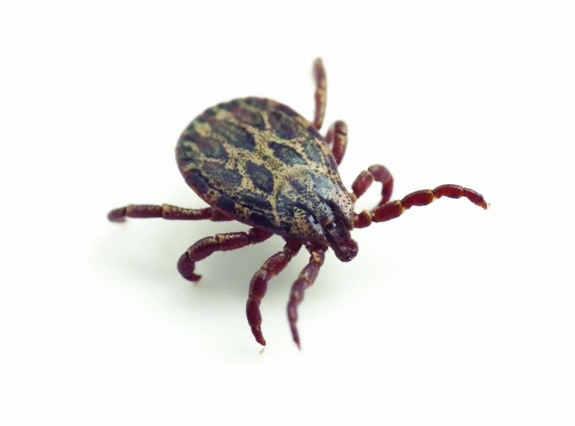 tick pictures