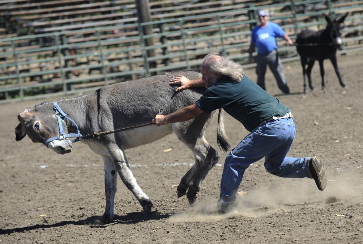 Donkey Baseball Photo Collections