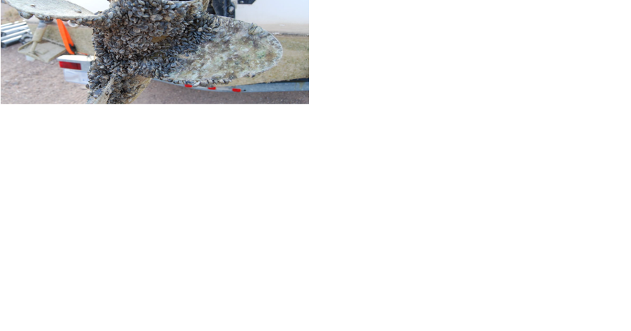 Invasive quagga mussels found in Snake River increase threat to Oregon waterways - Vimarsana News