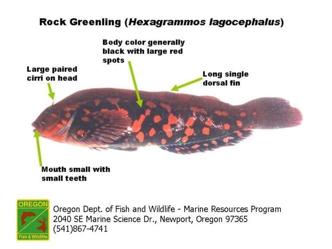 Greenling are rock or kelp species, Lifestyles
