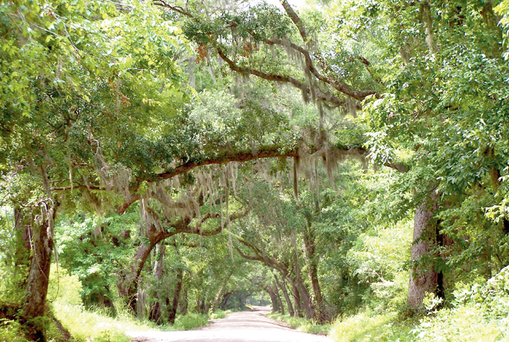 pink van tour edisto island