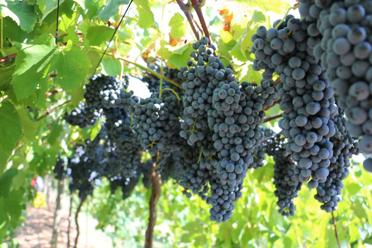 georgia grape wine