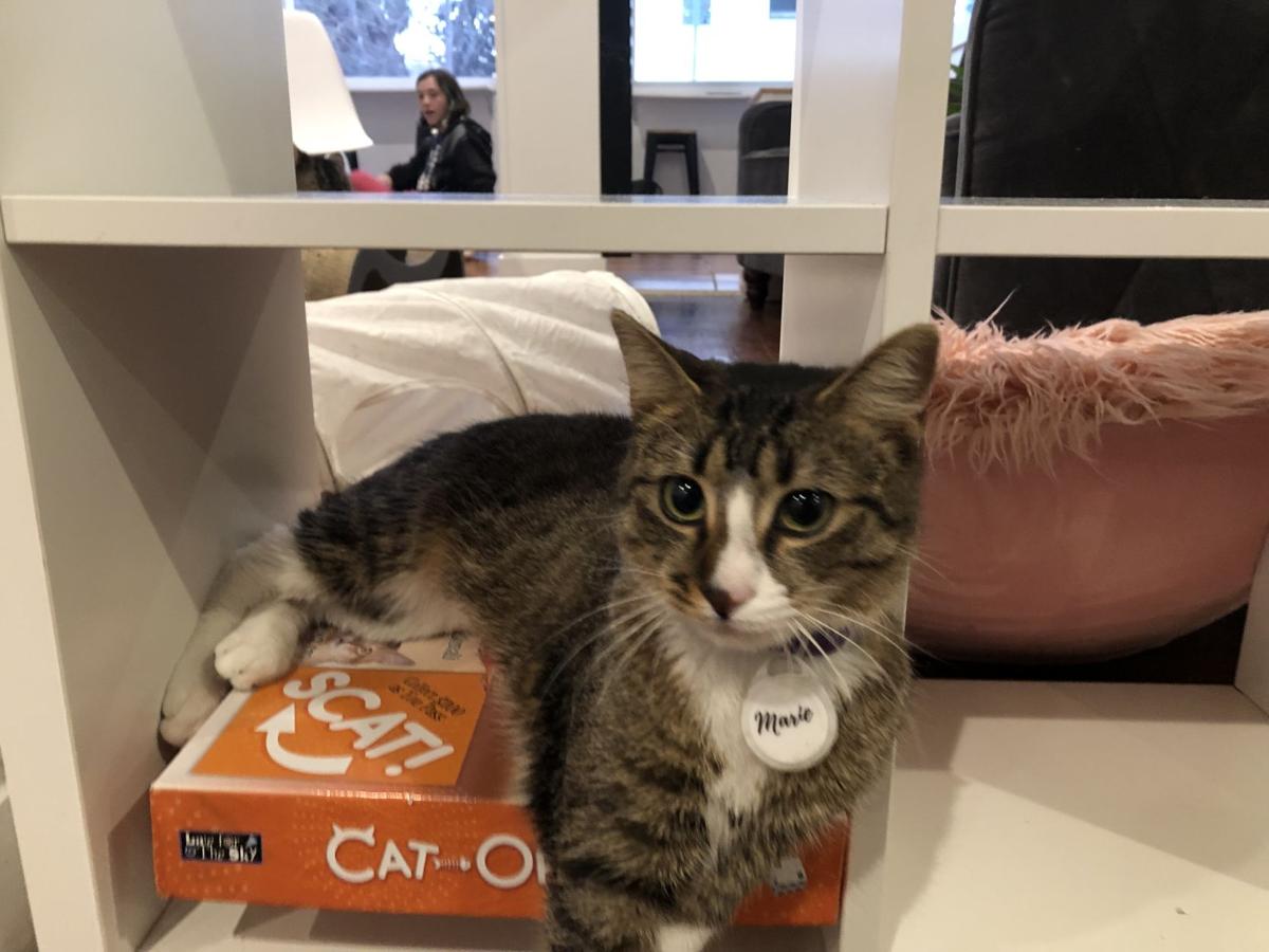 Pounce Cat Cafe And Wine Bar Review Blogs Tigersroar Com