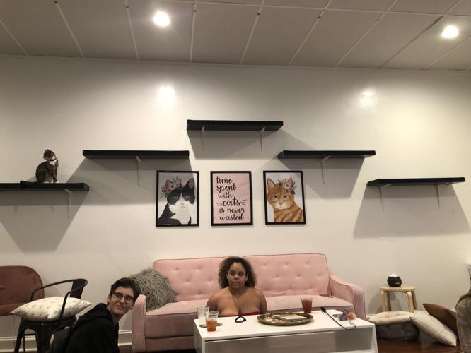 Pounce Cat Cafe and wine bar Review Blogs