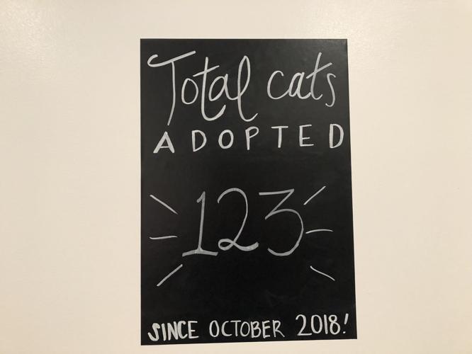 Pounce Cat Cafe and wine bar Review Blogs