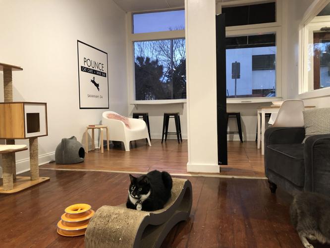 Pounce Cat Cafe and wine bar Review Blogs