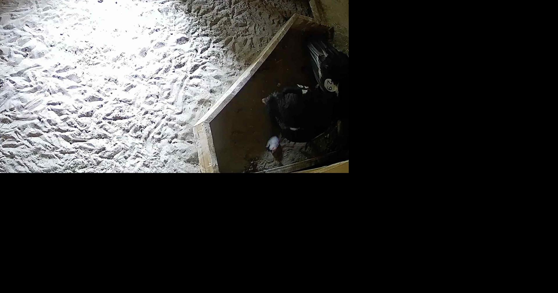 The Oregon Zoo welcomes initially two California condor chicks of 2023 | Neighborhood