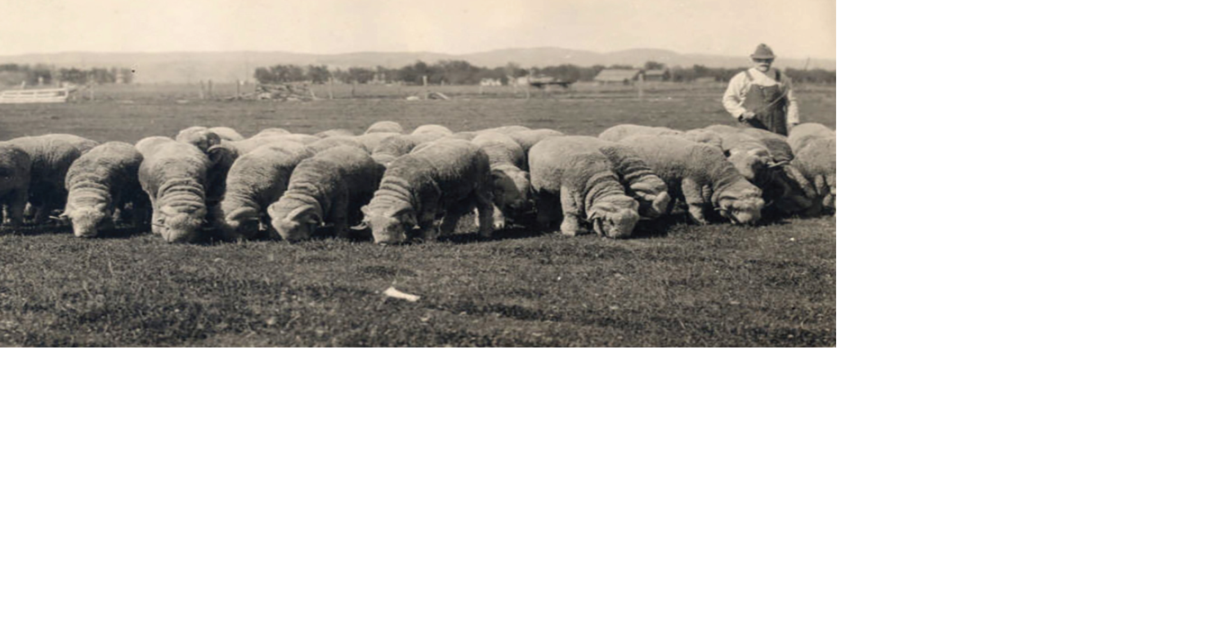 Offbeat Oregon History Rangewars veteran put Oregon on map as sheep