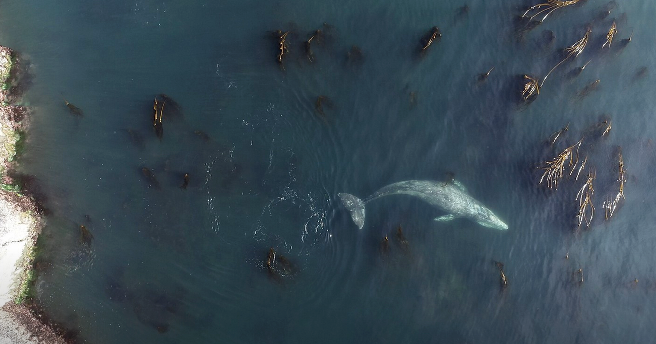 Poop and Prey: What researchers are finding about gray whales - Vimarsana News