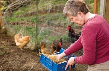 Family Farm Seaside Community - What happened when the chicken