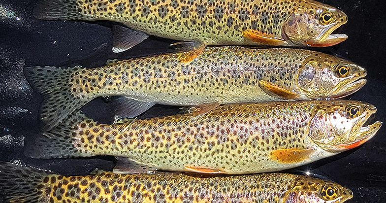 Leadlight Fish Photos: After devastating wildfires, watersheds surprisingly thick with ...