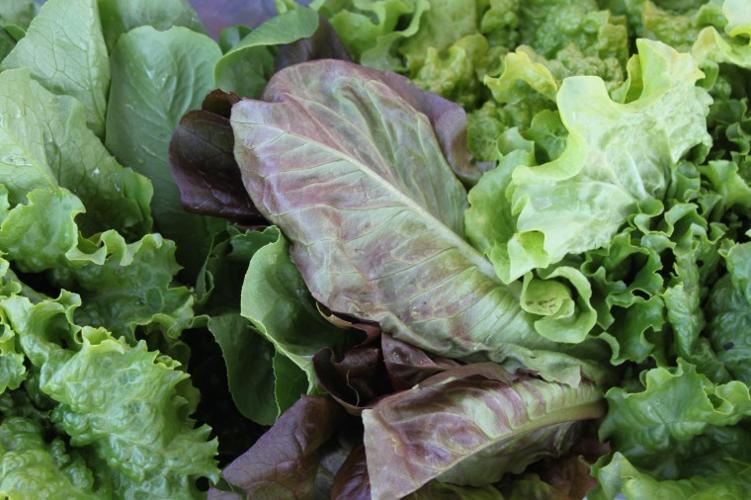 The Tillamook Farmer's Market thrives News