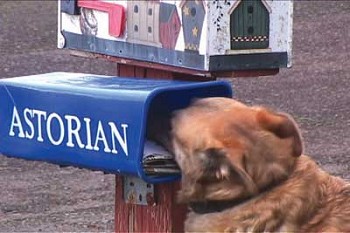 Doorstep newspaper delivery goes to the dog (video) | News |  