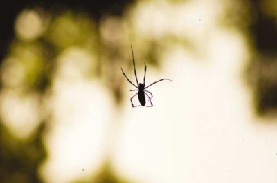 Spiders everywhere: Warmer, dryer fall means more spiders ...