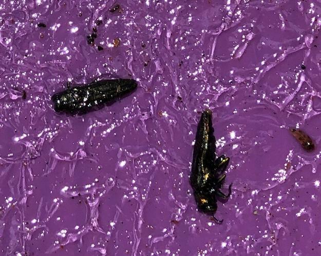 Most Viewed / In Oregon 'Most destructive, costliest forest pest ever