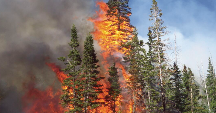 $6M to boost local wildfire season staffing - Vimarsana News
