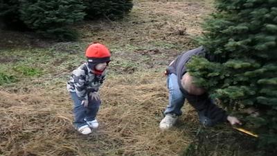 Christmas Tree Permits For Sale News Tillamookheadlightherald Com