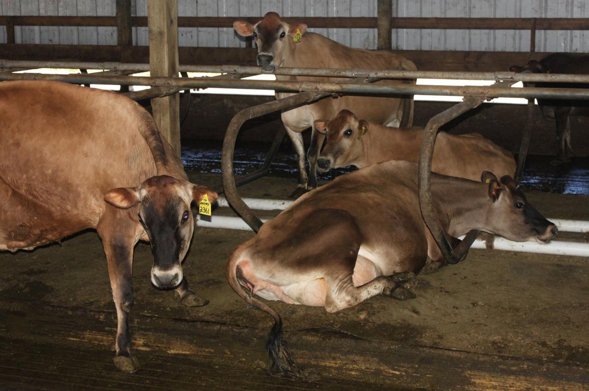 Waterbeds make big splash for local milk producer News