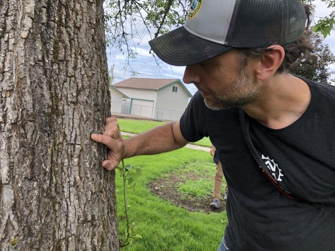 Most Viewed / In Oregon 'Most destructive, costliest forest pest ever