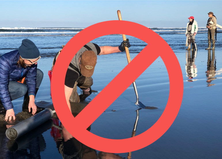 Next round of razor clam digs approved - The Columbian