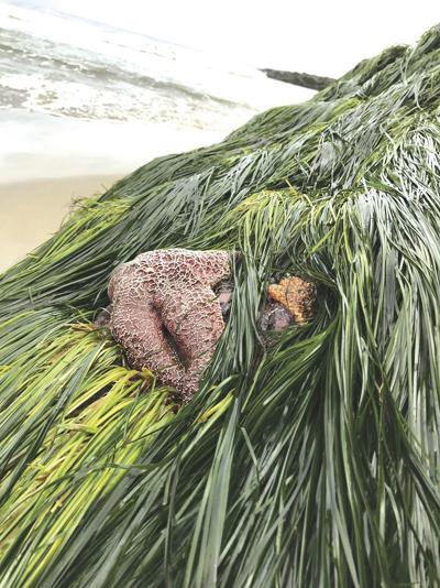 Photo of the week SeaStarGregorySweeneyOceanside.tif