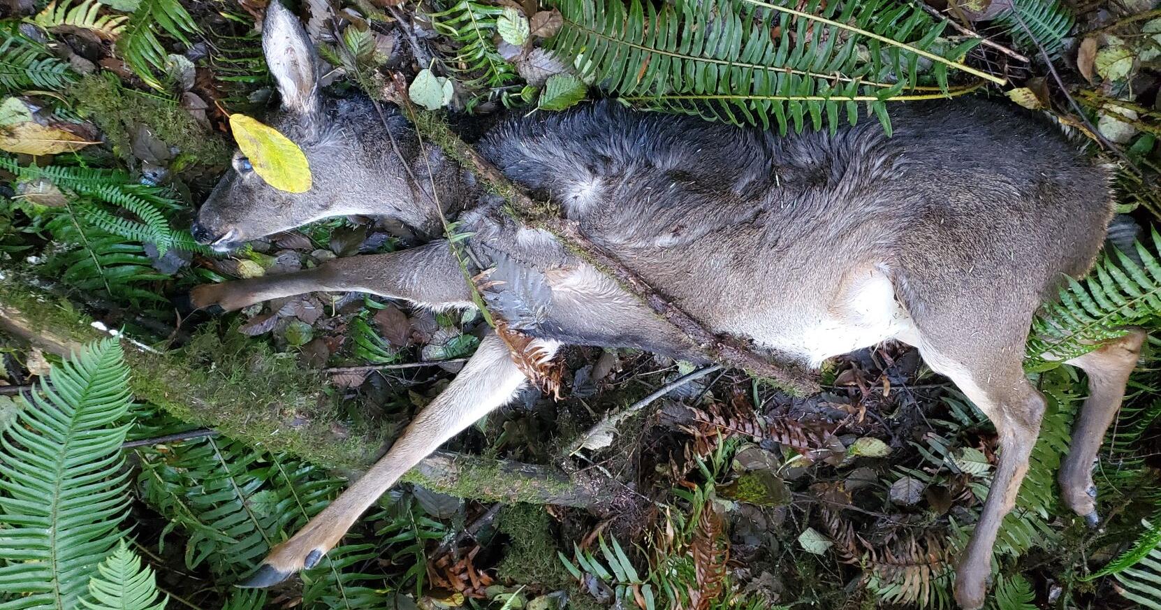 OSP Fish and Wildlife seeks public assistance -- Tillamook County - Vimarsana News