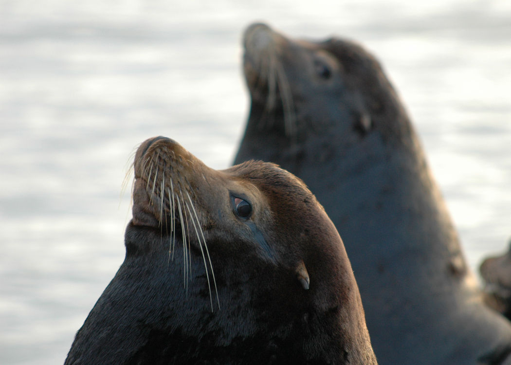 Disease leaves sea lions stranded, dangerous to pets | News